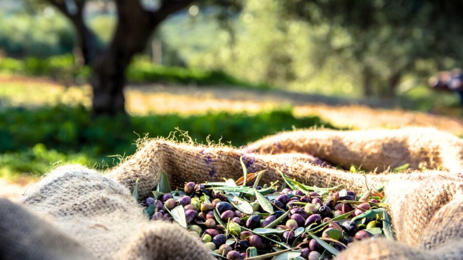 Paleros Olive Oil Tours: Exploring the Rich Tradition of Olive Oil